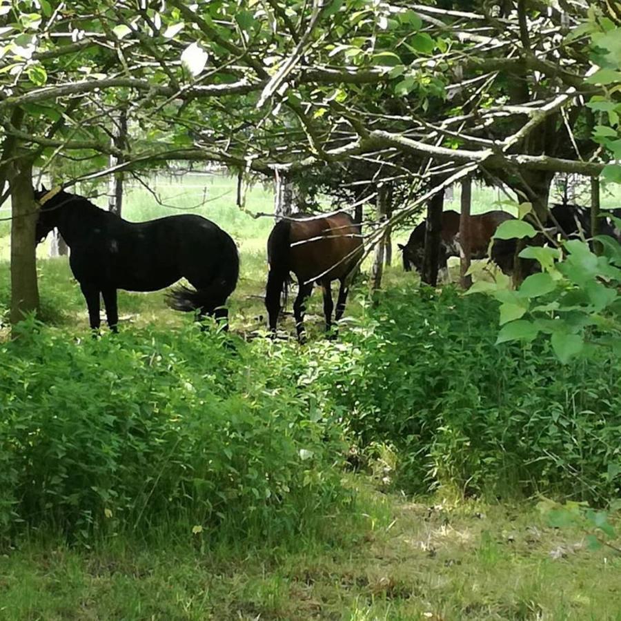 Domek Bobrowe Zacisze 2 Trzcinsko Eksteriør bilde